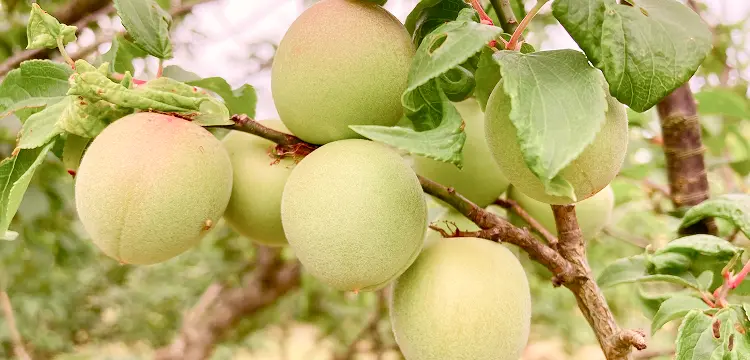 収穫前の青梅が枝になっている様子